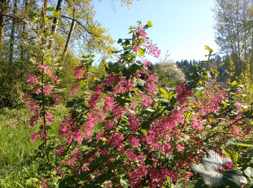 Red Currant