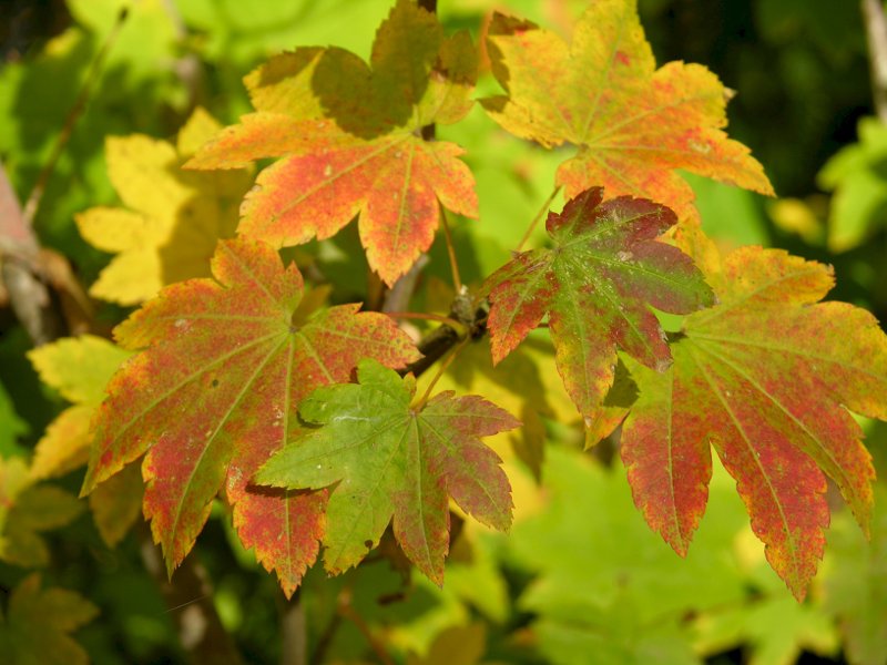 Vine Maple