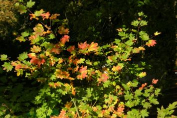 Vine Maple