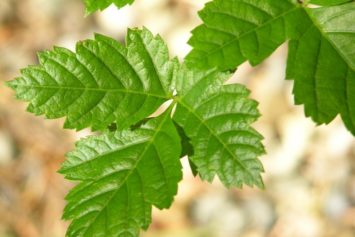 Rocky Mountain Maple