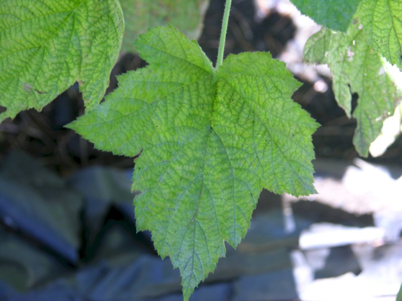 Rocky Mountain Maple