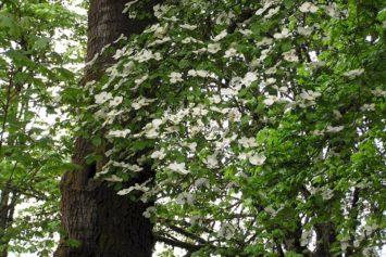 Pacific Dogwood