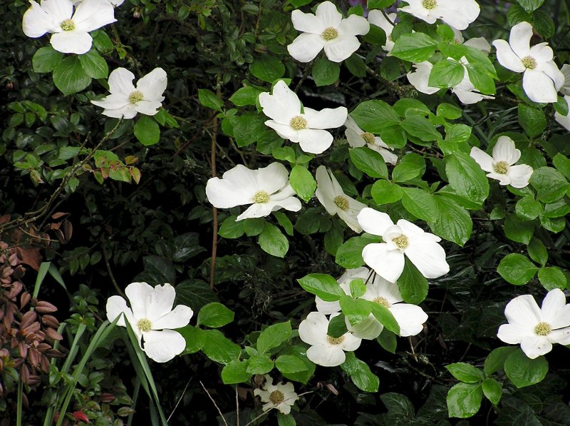Pacific Dogwood