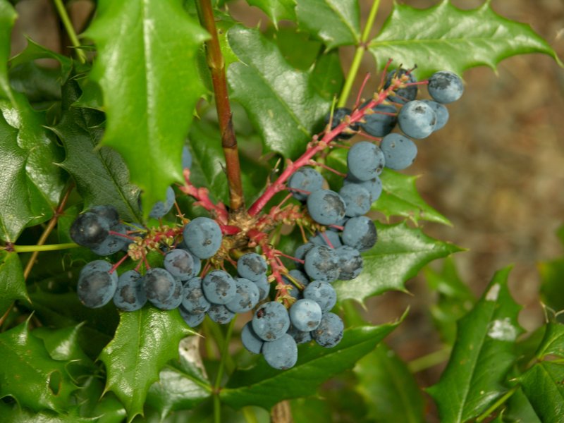 Oregon Grape
