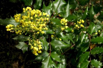 Tall Oregon Grape