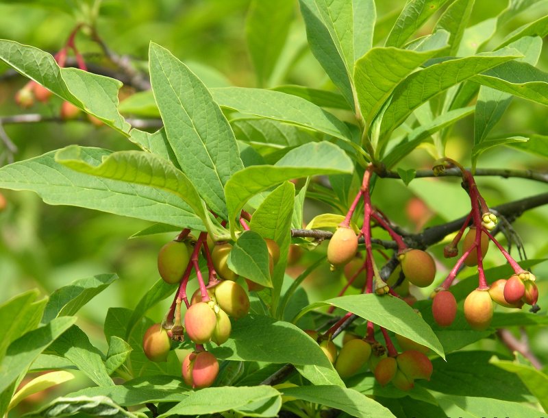 Indian Plum
