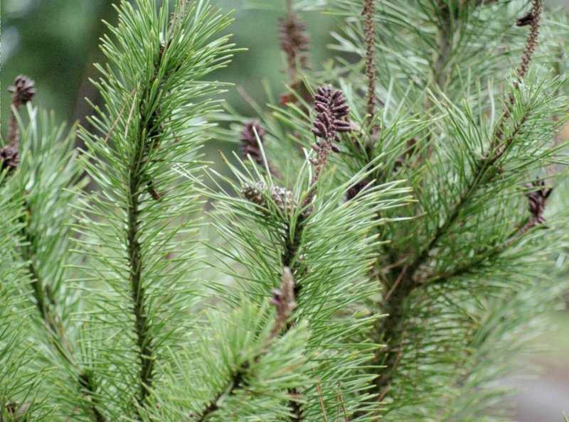 Shore Pine