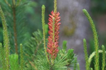 Shore Pine