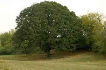 Oregon white oak