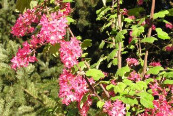 Red Flowering Currant