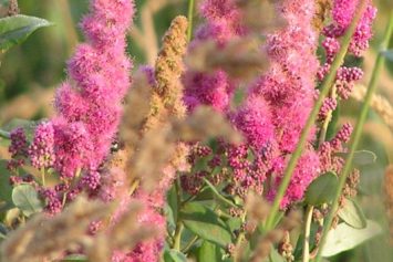 Douglas Spirea
