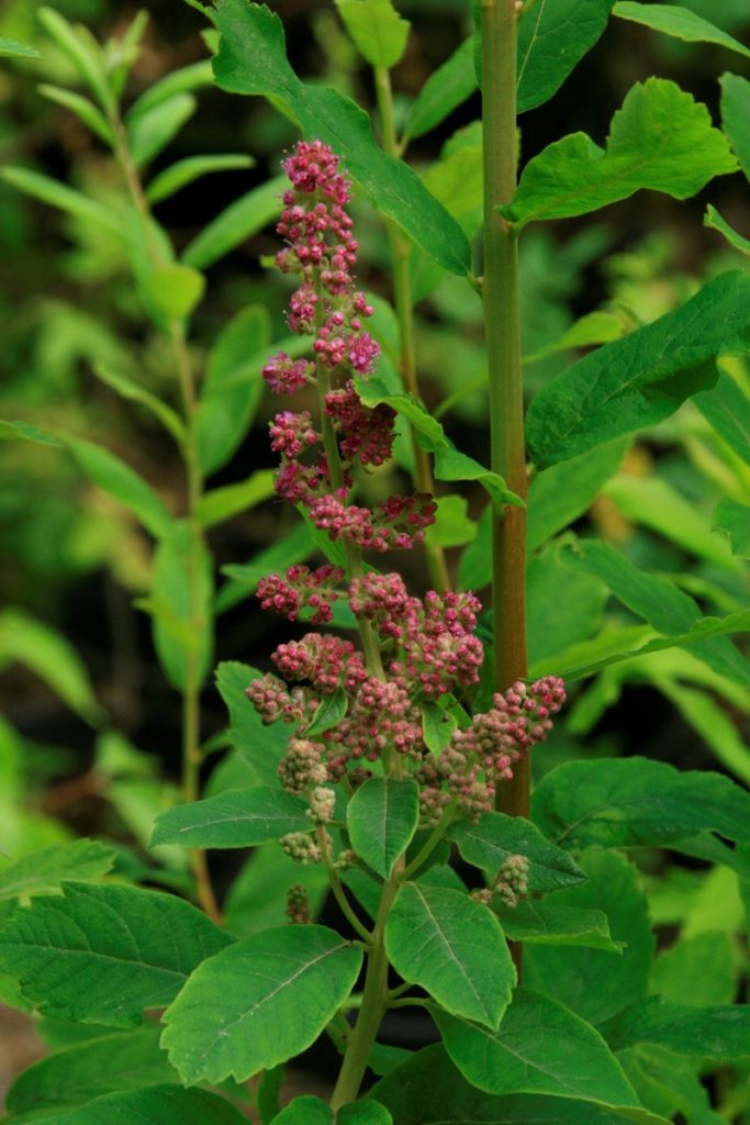 Douglas Spirea