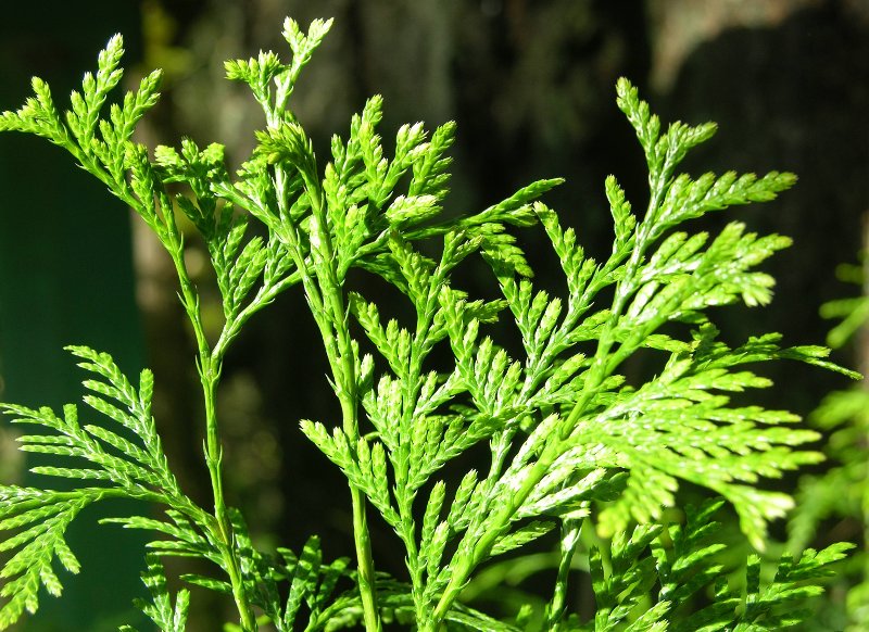 Western Red Cedar