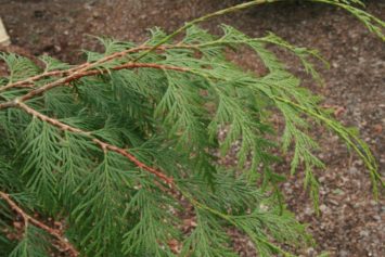 Western Red Cedar