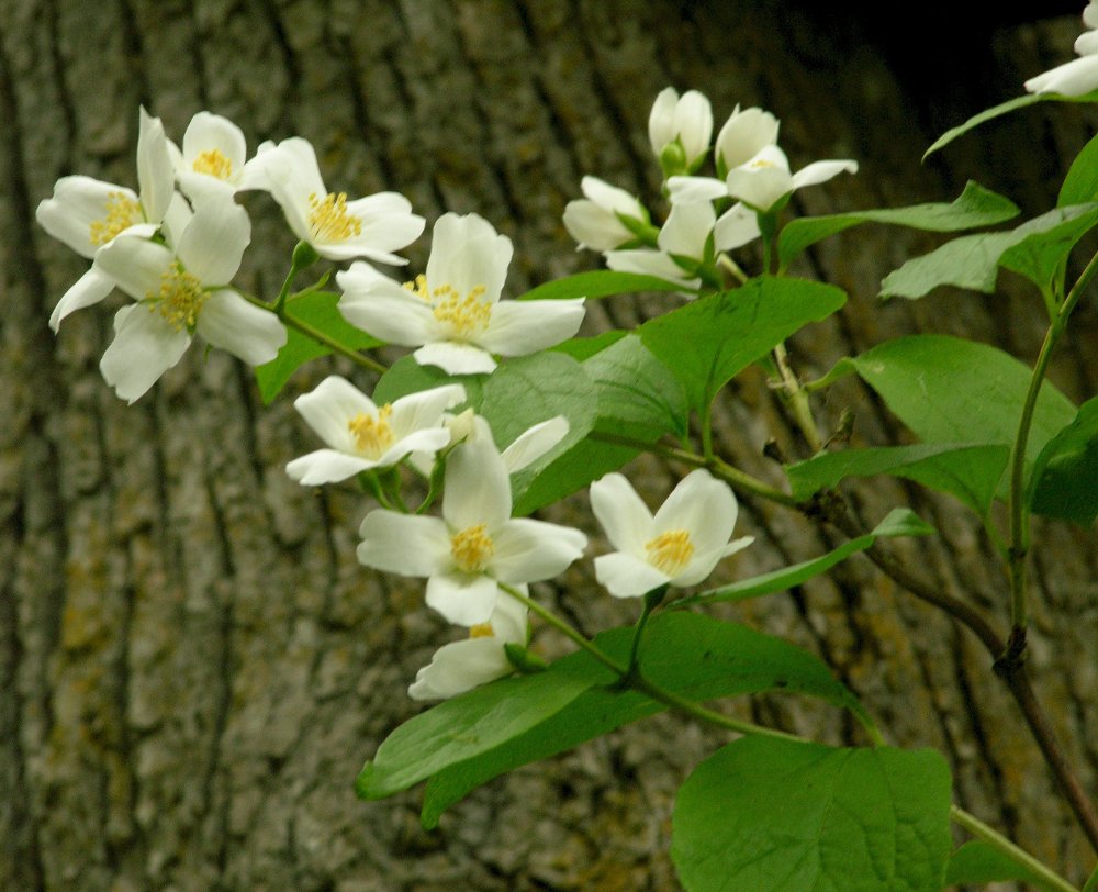 Mock Orange